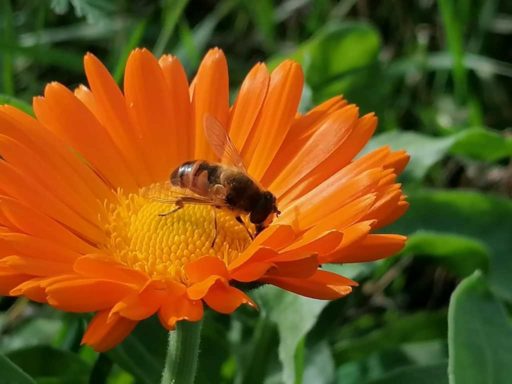 Le Groupe Saturne - Un univers de propreté - Nettoyage professionnel - Entreprise de nettoyage - pollinisateur abeille - Biodiversité